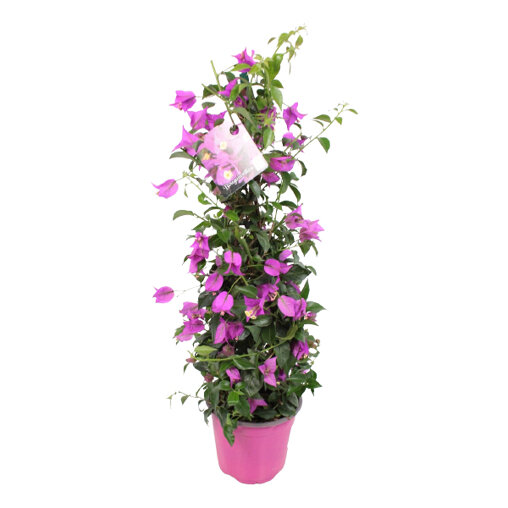 Bougainvillea pyramide